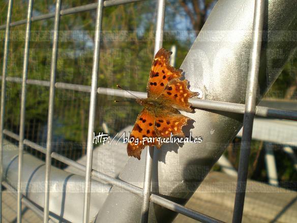 Polygonia c-album sobre una verja del parque